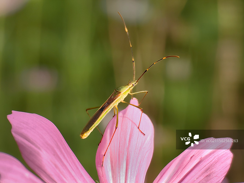 蛛缘蝽与波斯菊图片素材