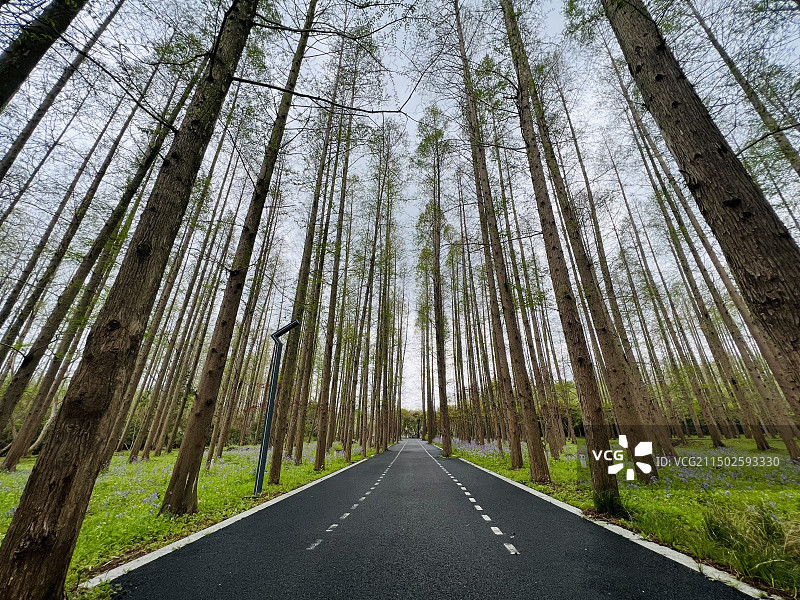 湿地生态图片素材