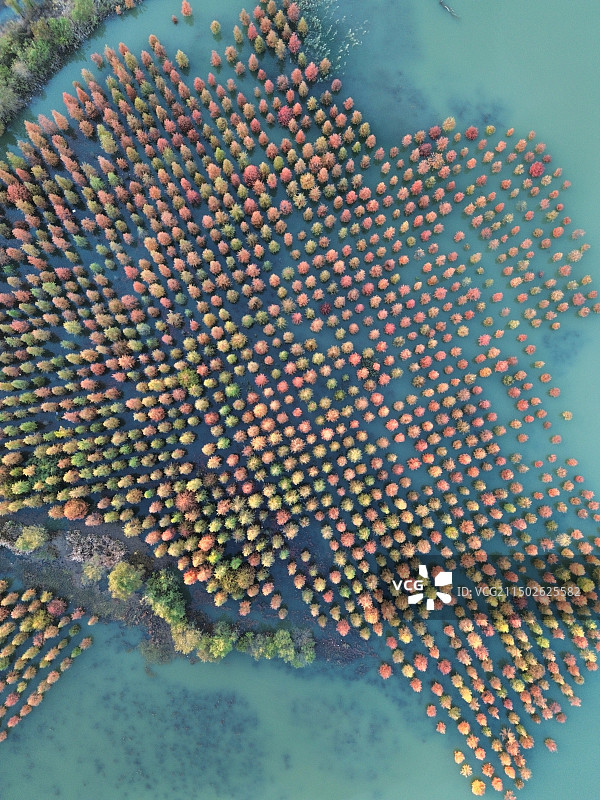 合肥董铺水库 湖边的红杉林图片素材