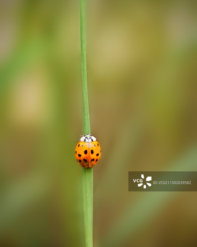 植物瓢虫特写图片素材