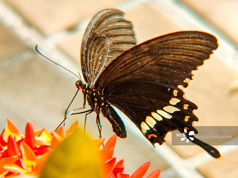 玉带凤蝶图片素材