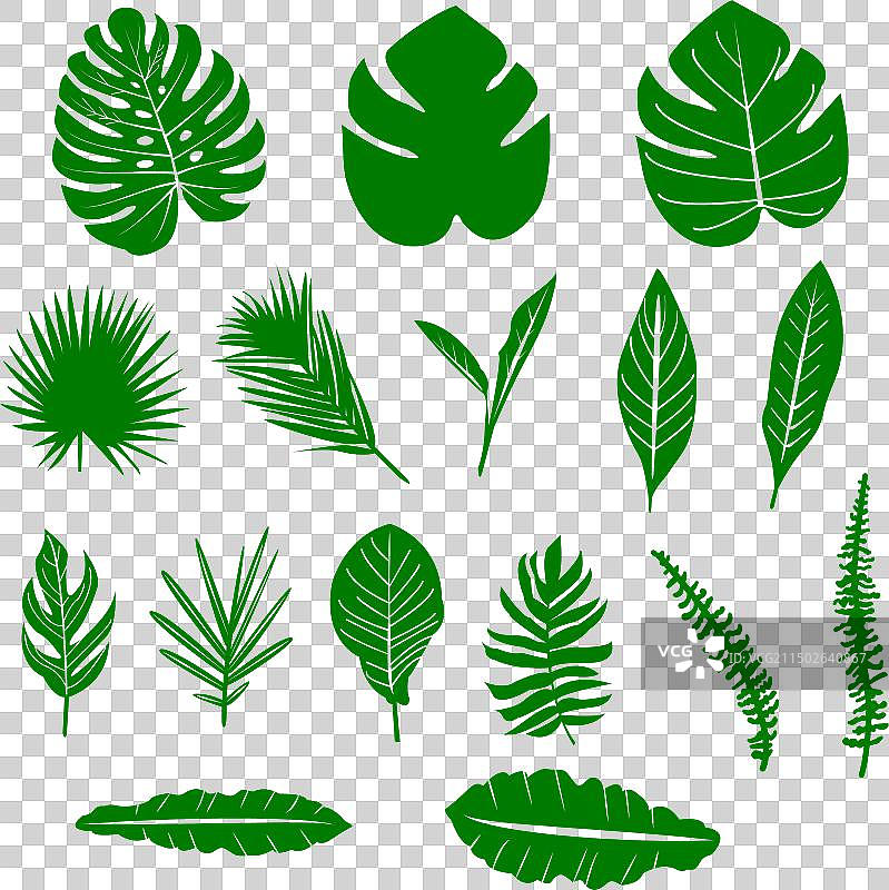 热带植物系列异国情调的丛林叶子图片素材