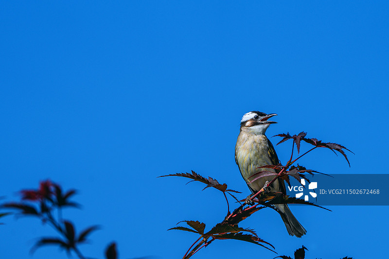 白头鹎图片素材