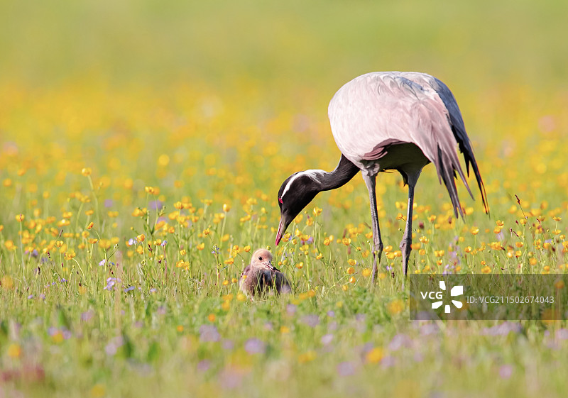 花海中的蓑羽鹤喂宝宝图片素材