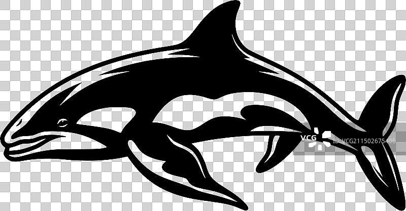 虎鲸 - 黑白图片素材