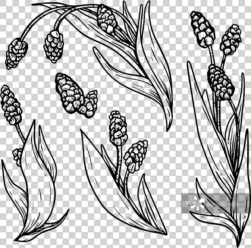 风信子轮廓图案图片素材