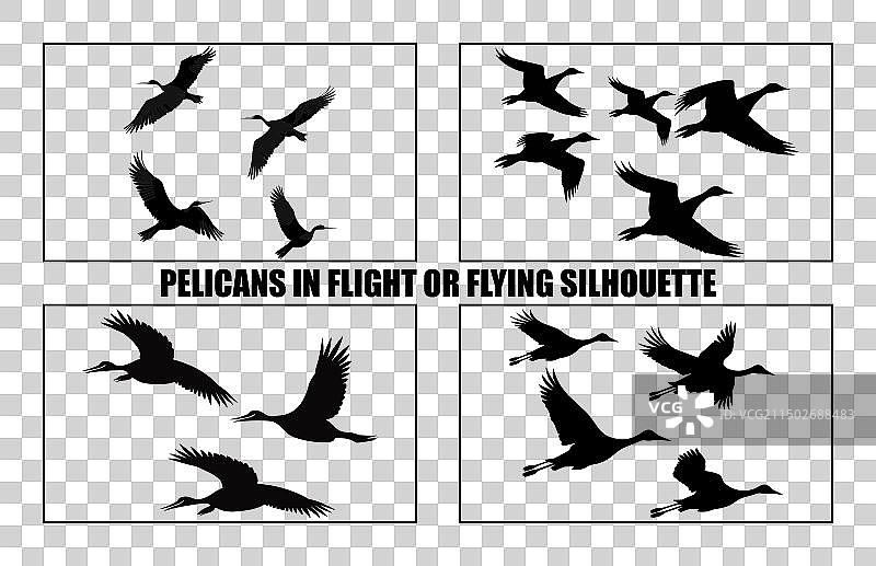 飞翔的鹈鹕剪影：鸟群图片素材