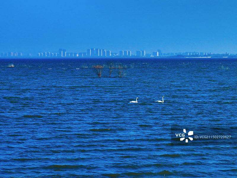 青岛市莱西市莱西湖天鹅图片素材