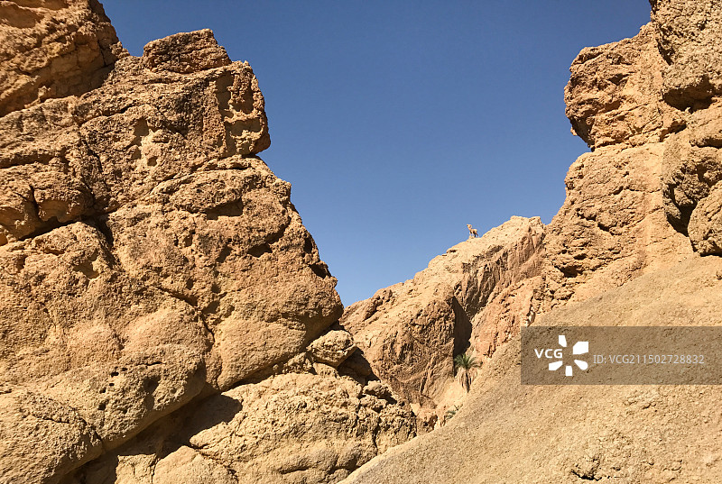 突尼斯托泽尔歇比卡沙漠绿洲图片素材