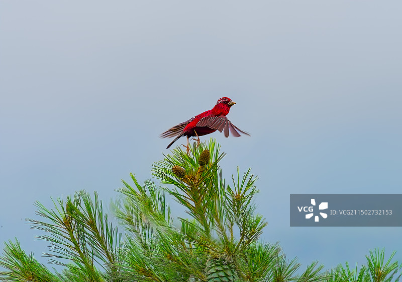 酒红朱雀图片素材