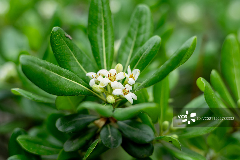 海桐花七里香花图片素材