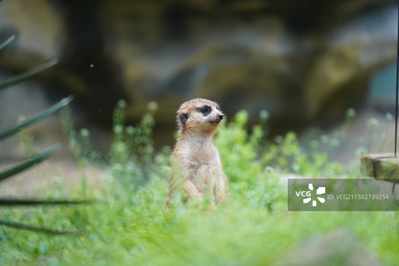 红山动物园细尾朦图片素材