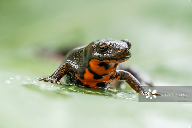 东方蝾螈特写图片素材