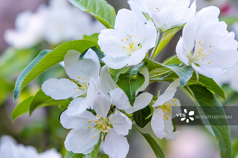 盛开的海棠花小白花图片素材