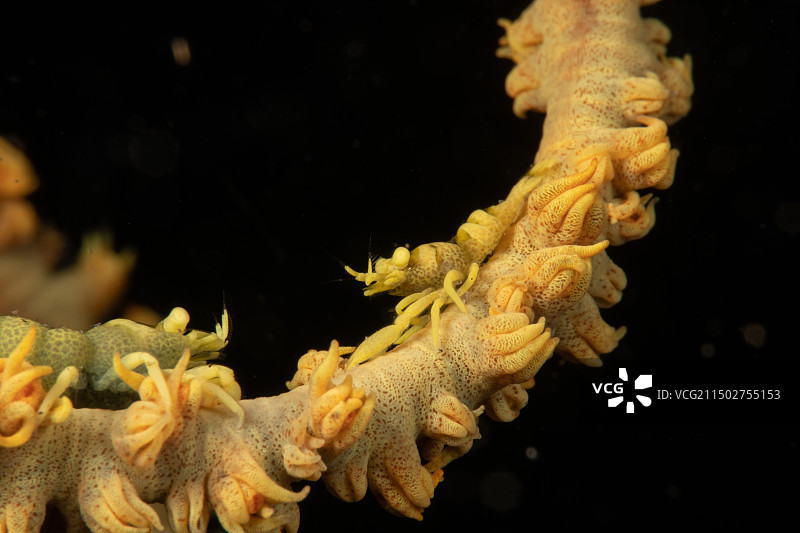 海鞭虾图片素材