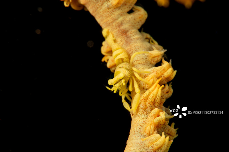 海鞭虾图片素材