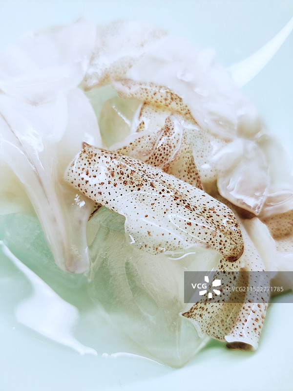 新鲜的小乌贼图片素材