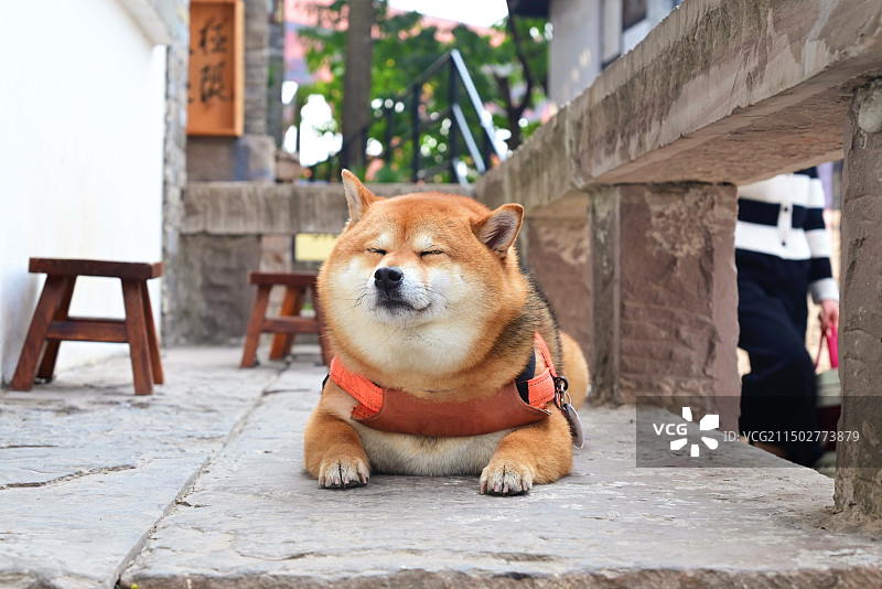 小柴犬图片素材