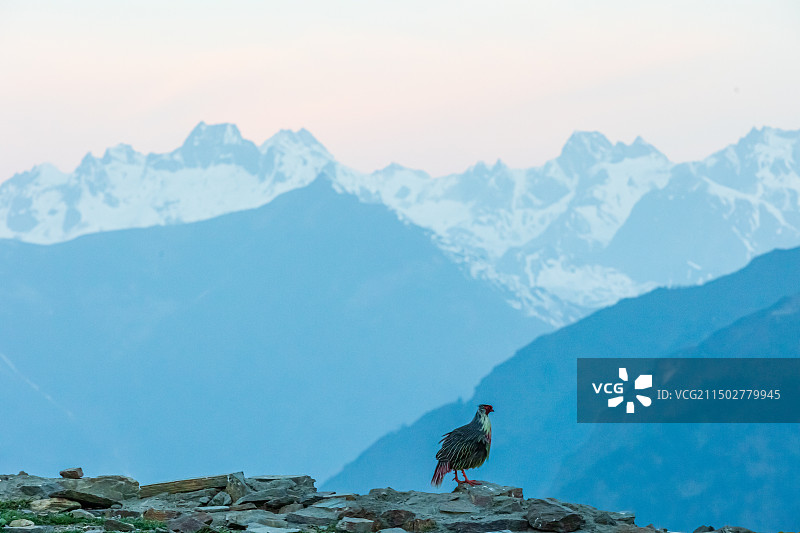 卡久寺的血雉图片素材