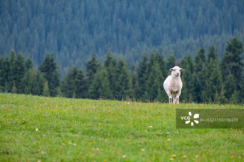 城市周边的牧场-菊花台图片素材