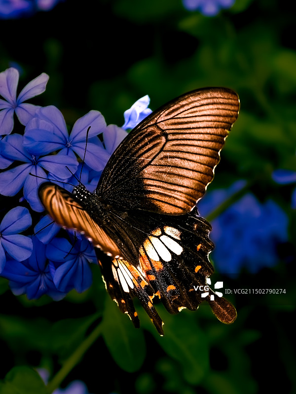 蝴蝶在紫花上授粉的特写镜头图片素材