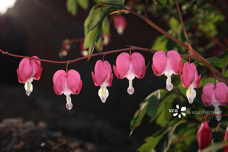 灯笼花图片素材