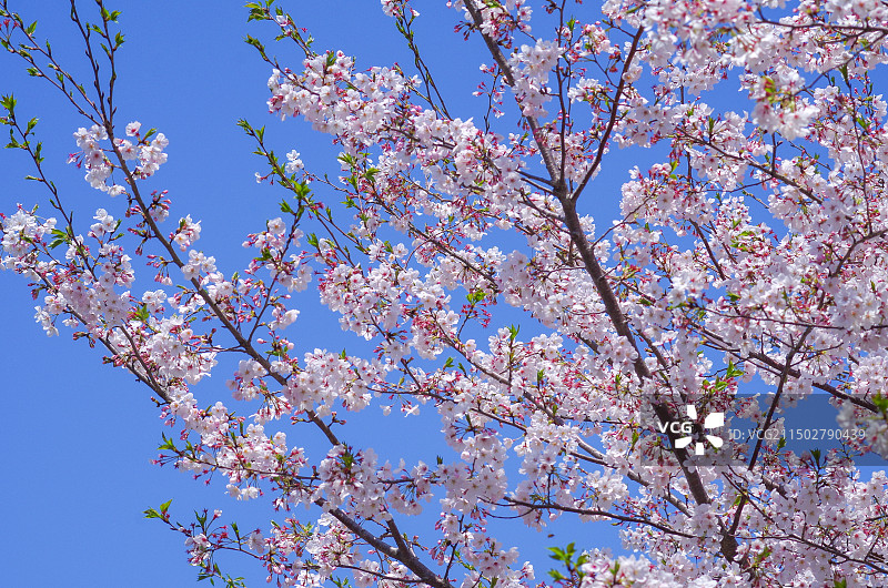 樱花图片素材