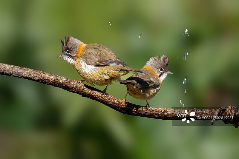 黄颈凤鹛 Whiskered Yuhina图片素材