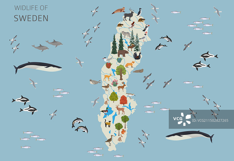 瑞典野生动物地理动物鸟类图片素材
