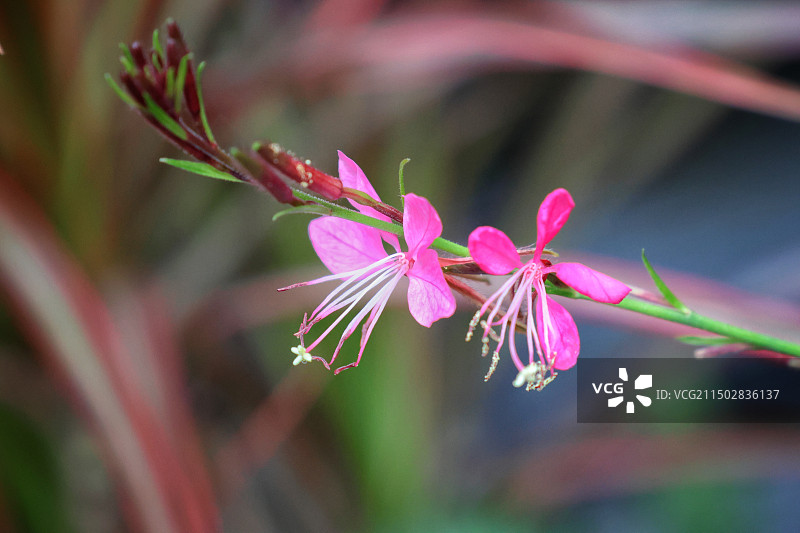 千鸟绕枝山桃草山桃草以其独特的美飘逸形态，吸引着无数人的目光。图片素材