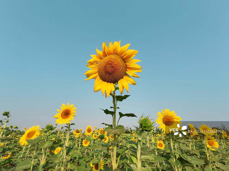《沐光而行》图片素材