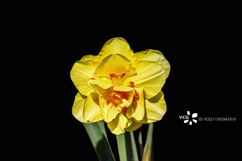 洋水仙 Narcissus pseudonarcissus L.阿克萨特 Narcissus 'Accent'图片素材