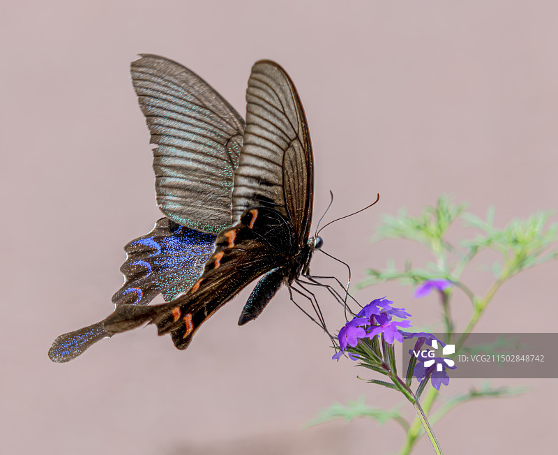 碧凤蝶图片素材