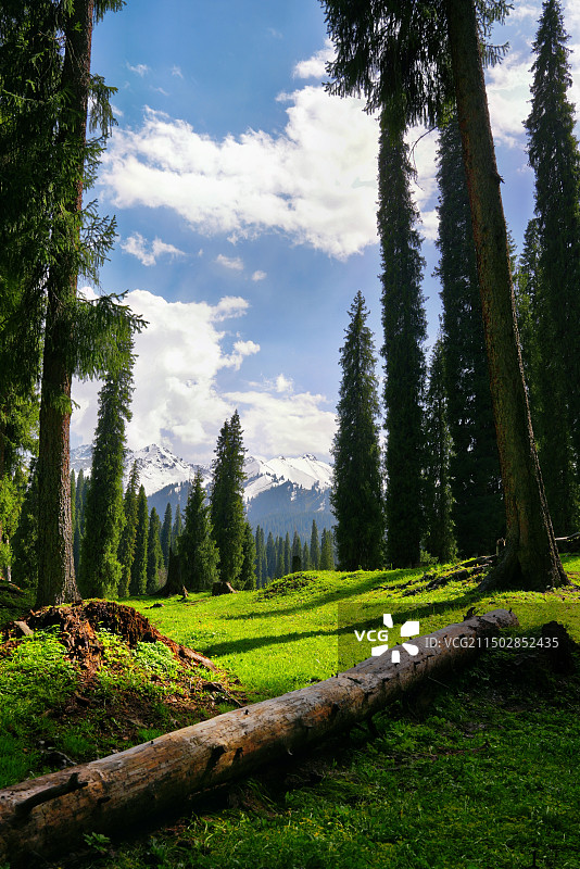 新疆伊犁草原雪山风光图片素材