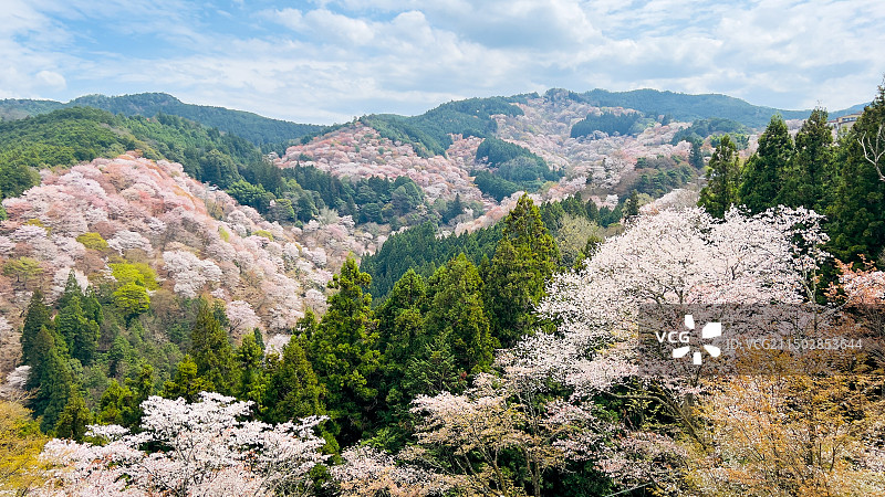 吉野山一目千本图片素材