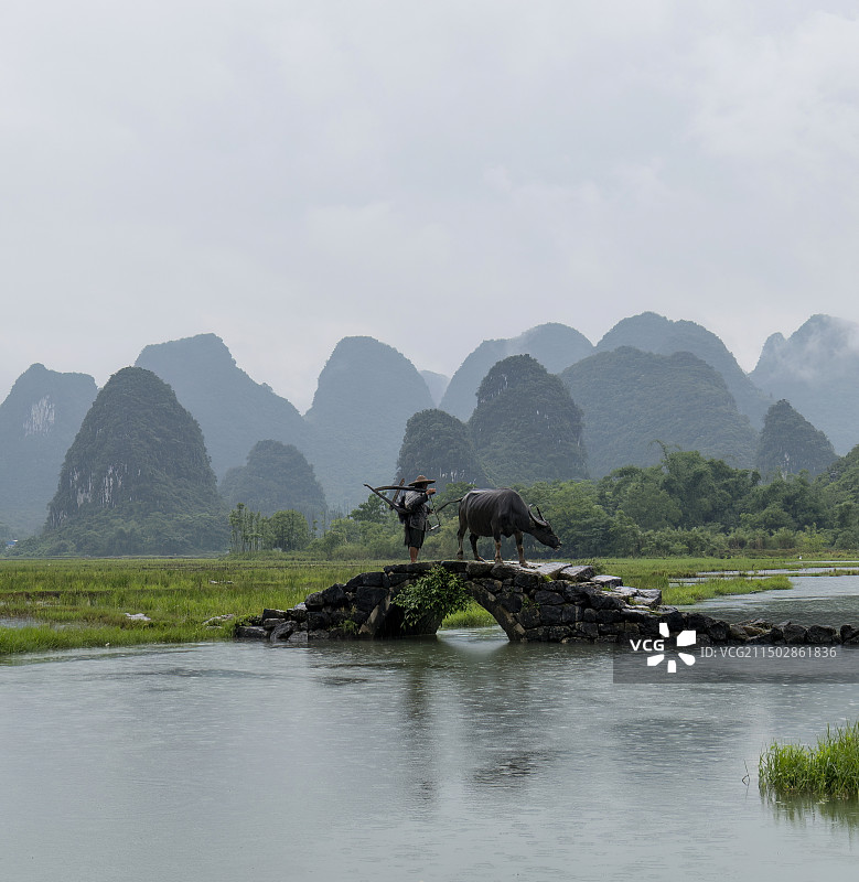 广西桂林状元桥老人牵牛放牧意境风光图片素材