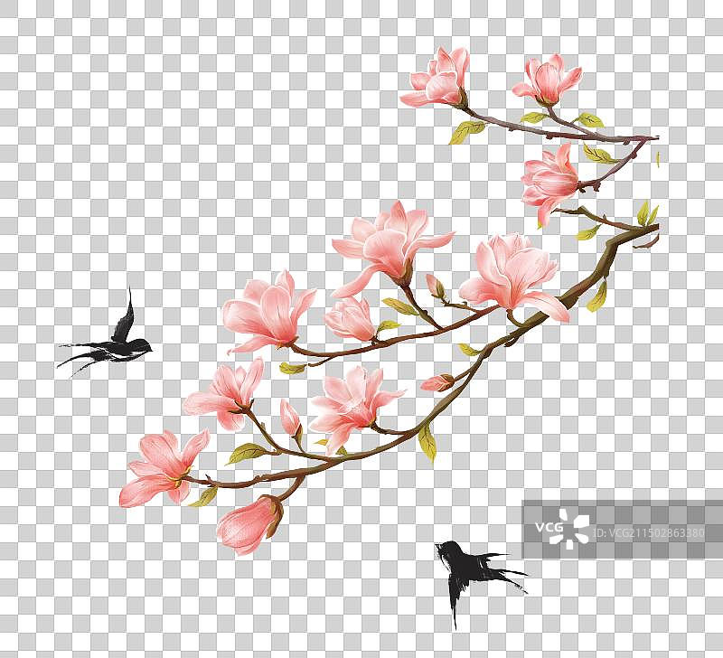 玉兰花插画元素图片素材