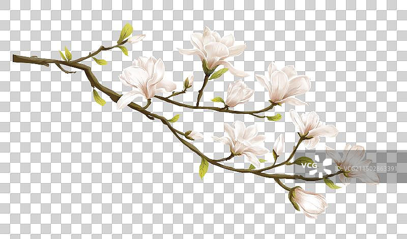 玉兰花插画元素图片素材