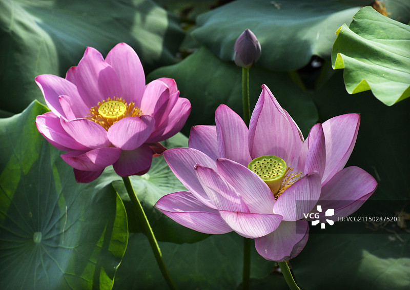 山东枣庄月亮湾国家湿地公园荷花竞艳图片素材