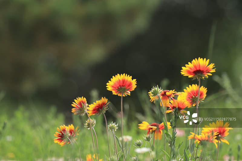 天人菊图片素材