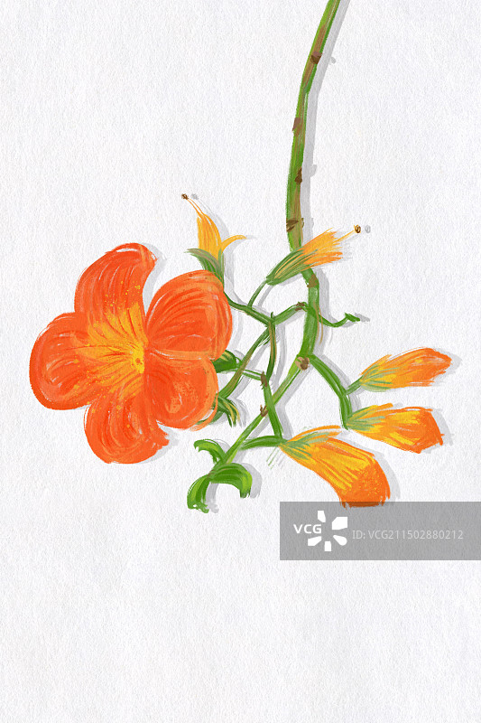 凌霄花图片素材