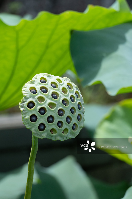 莲蓬｜莲子图片素材
