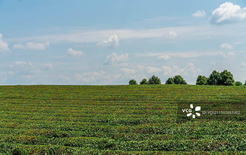 十字铺茶场图片素材