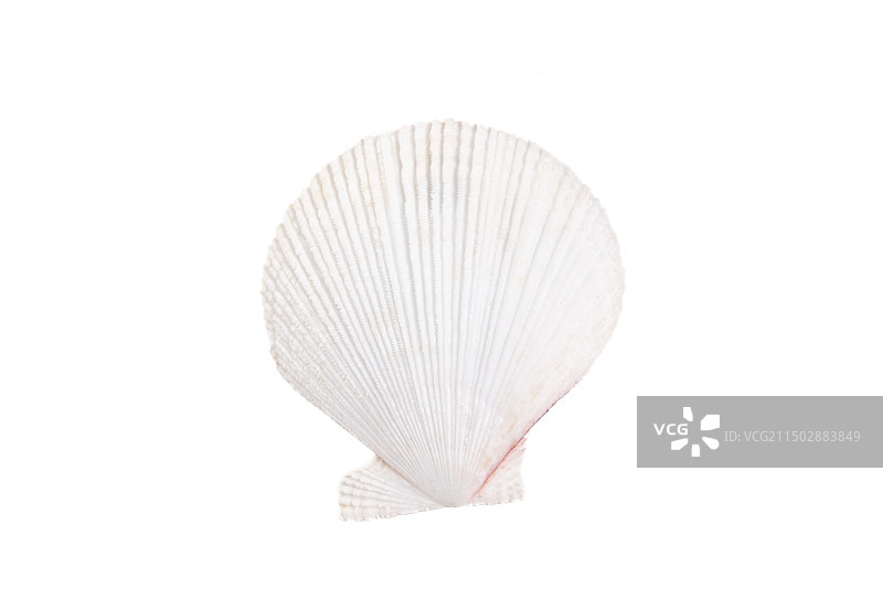 白色背景上的白色扇贝贝壳图片素材