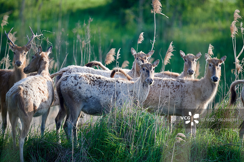 野生麋鹿图片素材