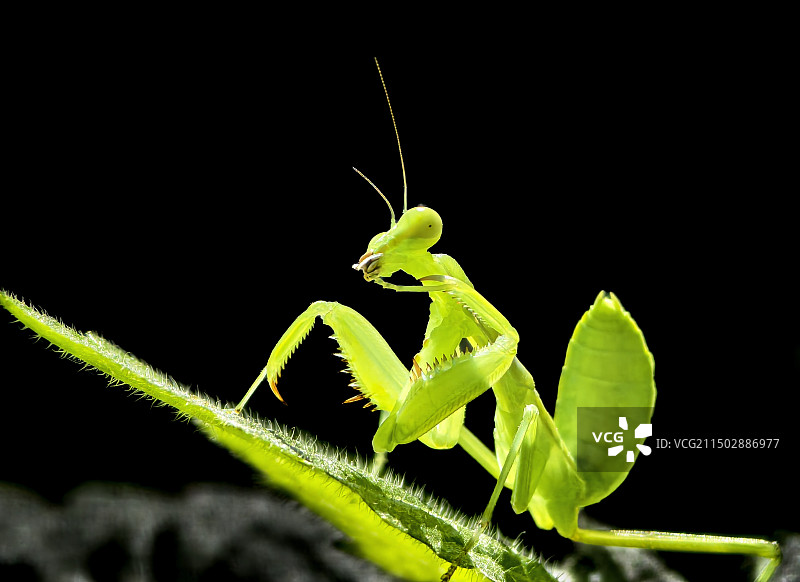 行礼（素叶螳螂）图片素材