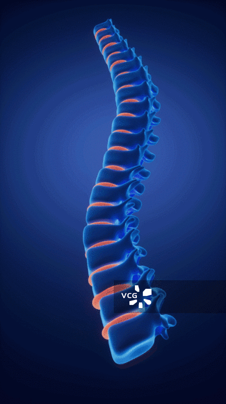 人类脊椎脊柱模型动画图片素材