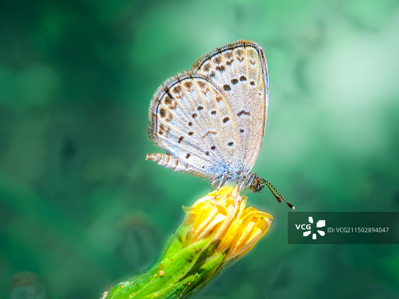 野菊上的小灰蝶特写图片素材