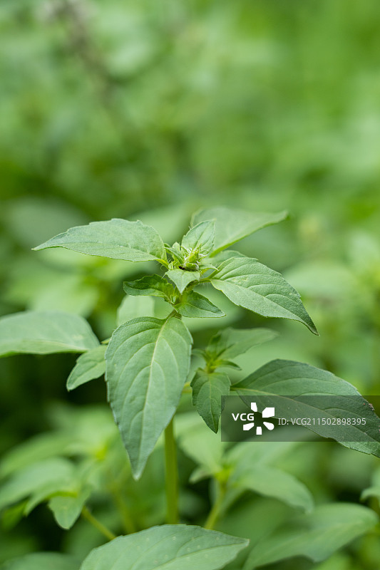 种植生长的荆芥图片素材