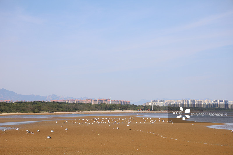 鸽子窝公园海鸥图片素材